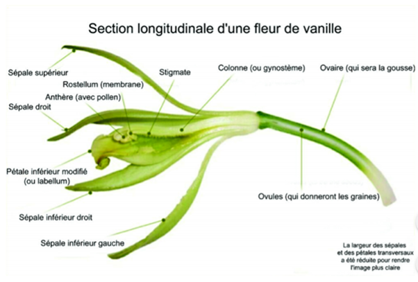 Section fleur de vanille