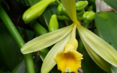 Itinéraire technique des Vanilles des Iles de Guadeloupe