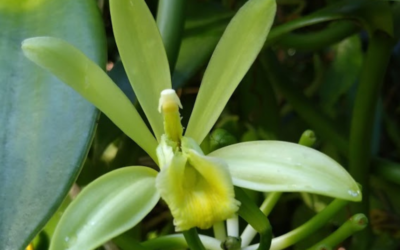 Vanilles de Guadeloupe – Vanilla planifolia