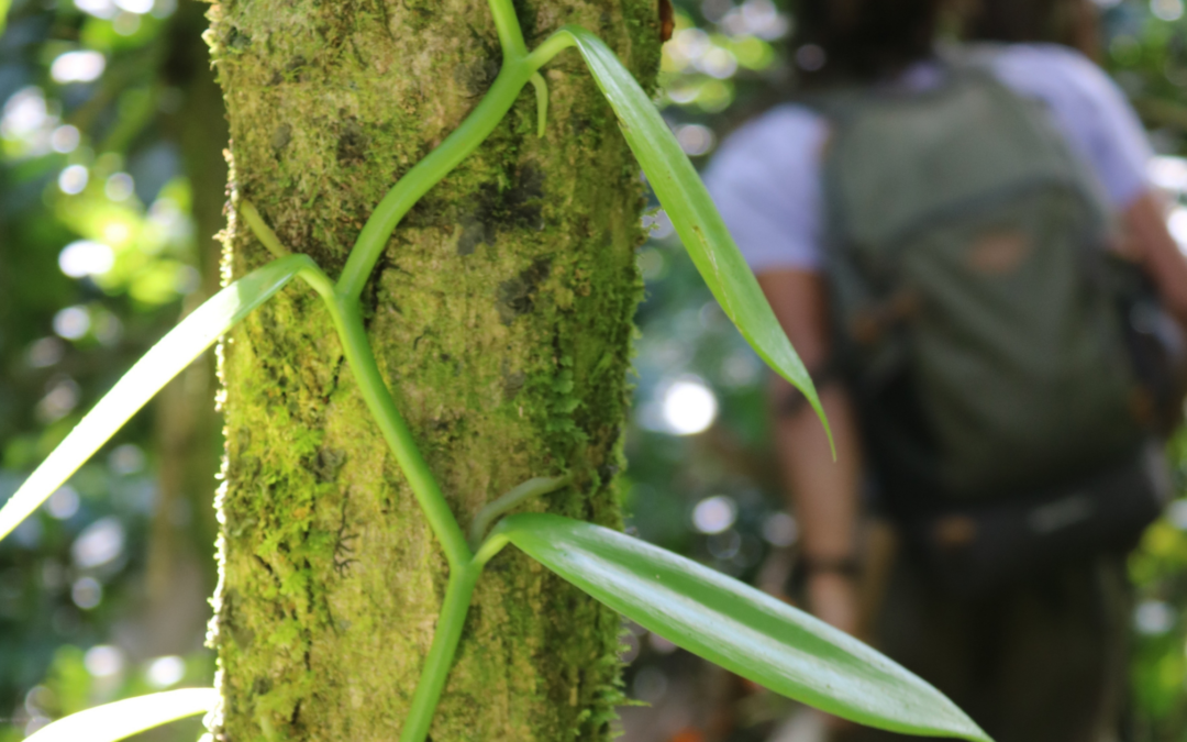 Vanilles de Guadeloupe – Le genre Vanilla
